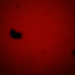 Meet your Posher, Parris